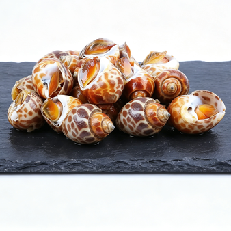 Exotic Sea Snails: A Gourmet Delight for Every Occasion
